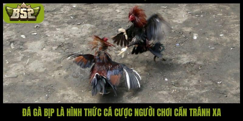 Đá gà bịp là hình thức cá cược người chơi cần tránh xa