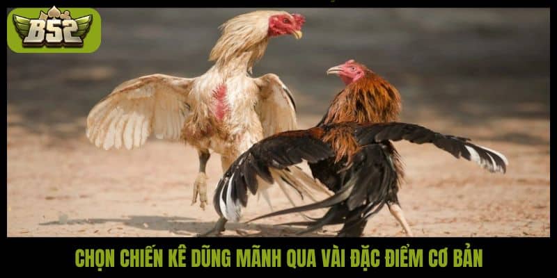 Chọn chiến kê dũng mãnh qua vài đặc điểm cơ bản
